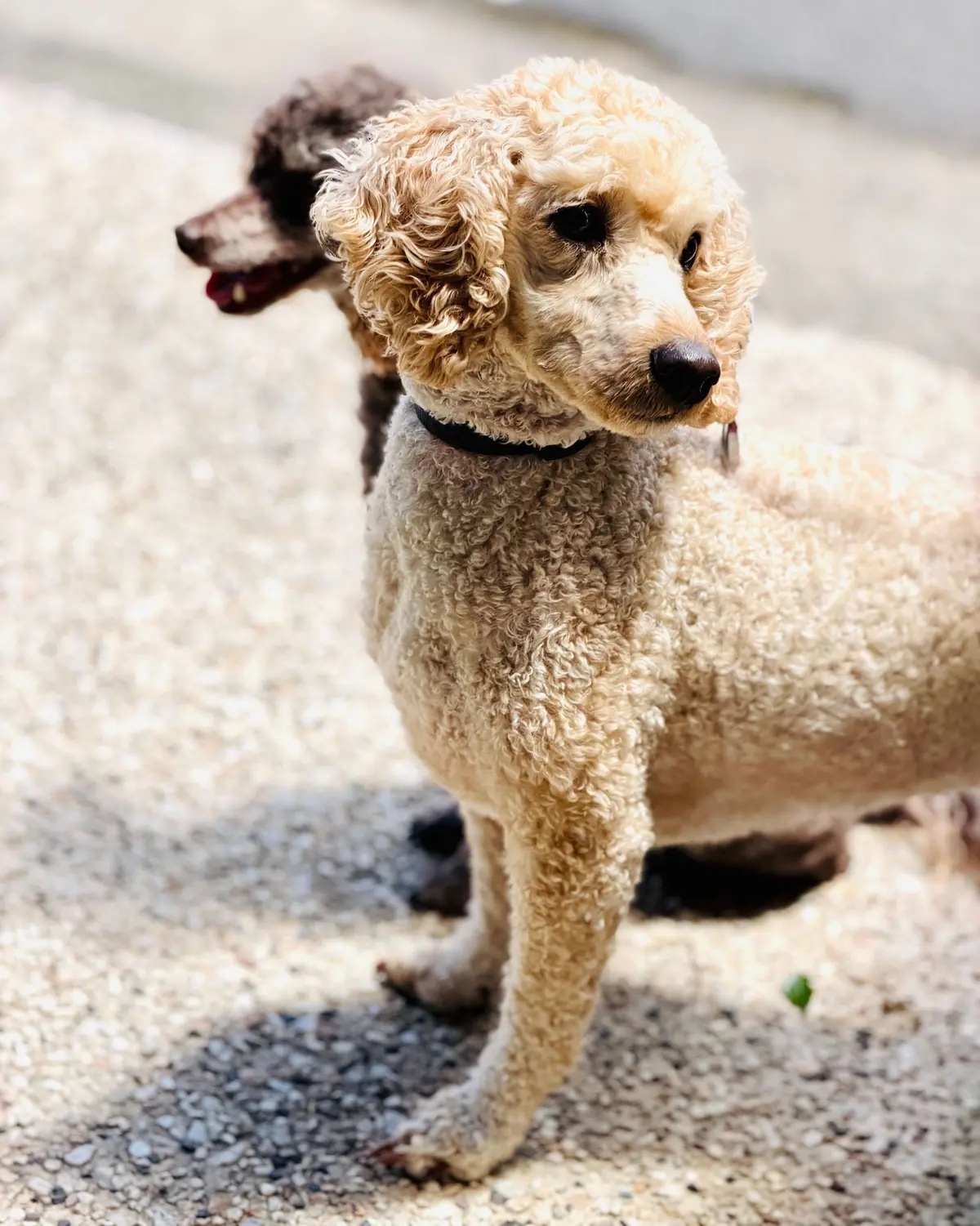 Well-groomed apricot poodle with a chocolate poodle companion, cared for by a private pet sitter