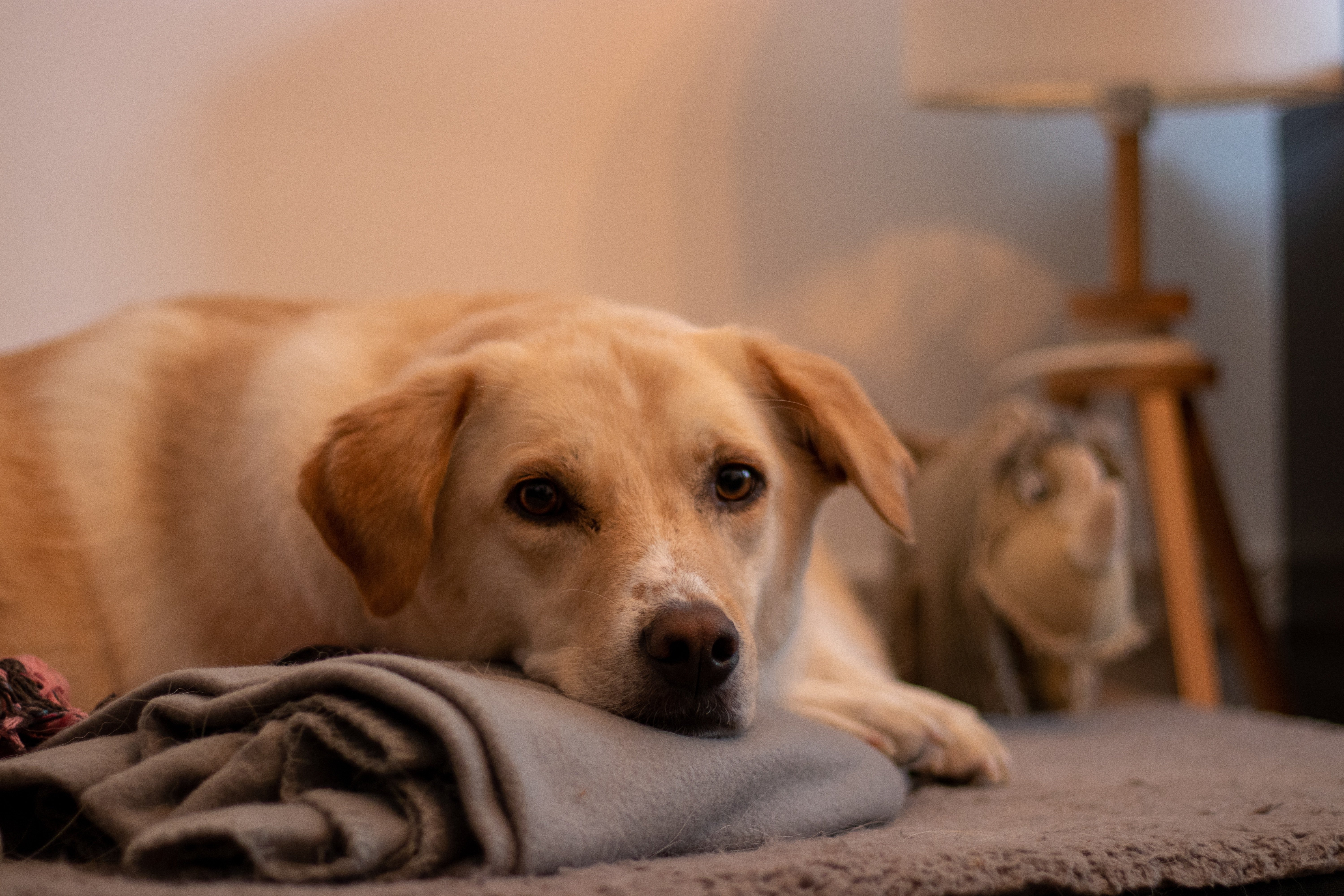 Overnight pet care Sarasota