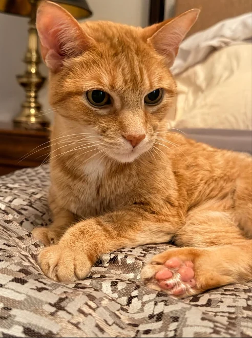 Orange tabby cat resting on a bed in its own home between in-home cat sitting visits in Sarasota