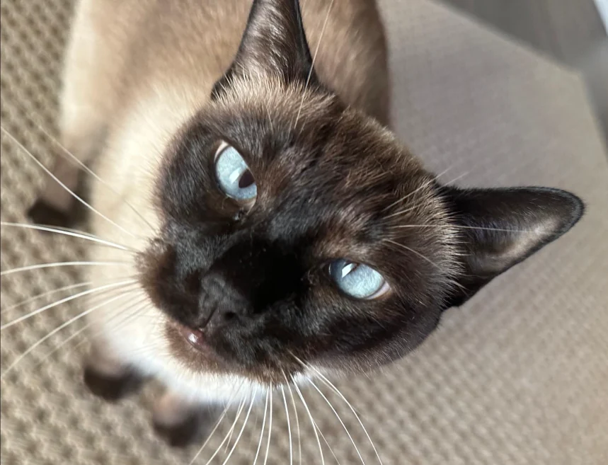 Siamese cat relaxing on a couch while cared for by a Wiggle Your Tail cat sitter