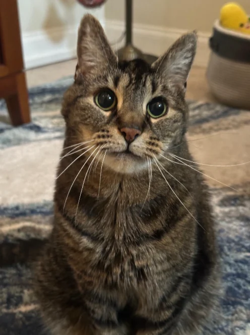 Tabby cat sitting up alert at home during an in-home cat sitting visit in Sarasota, FL