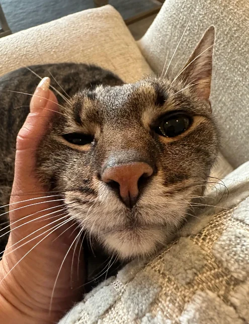 Tabby cat being gently petted at home during in-home cat care in Sarasota, FL