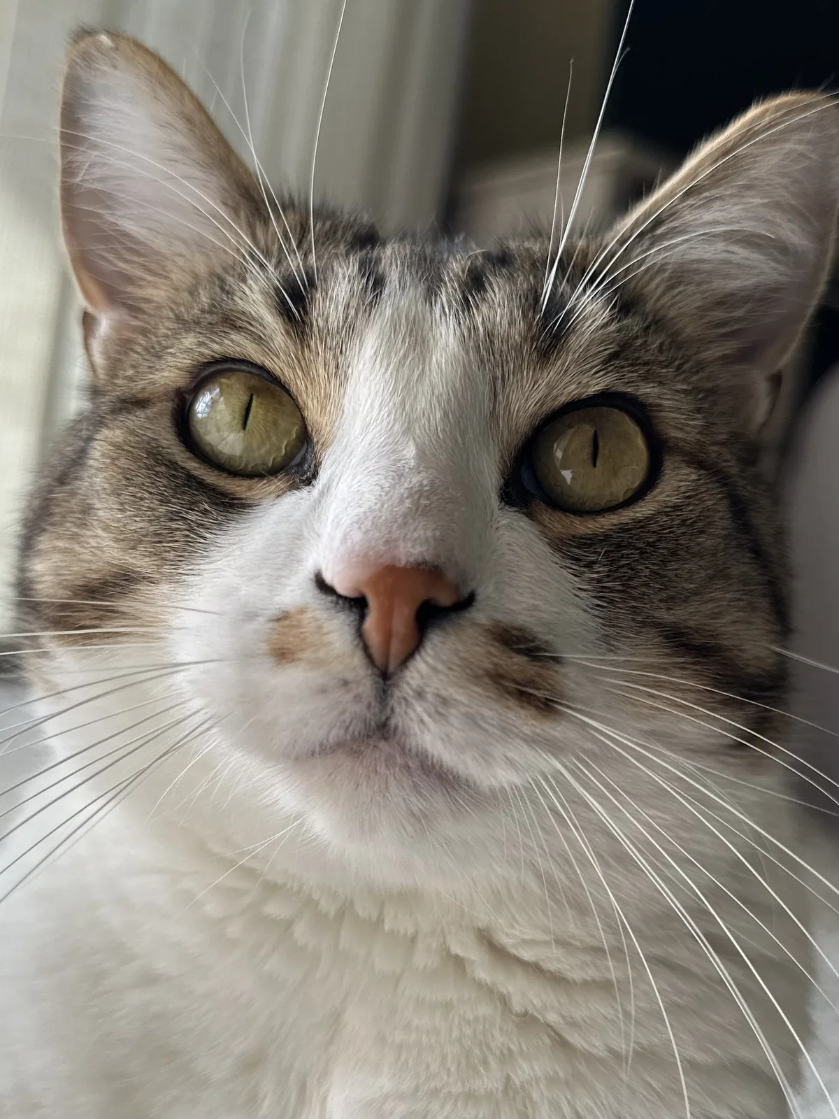 Tabby cat relaxing at home during an in-home cat sitting visit in Sarasota, FL