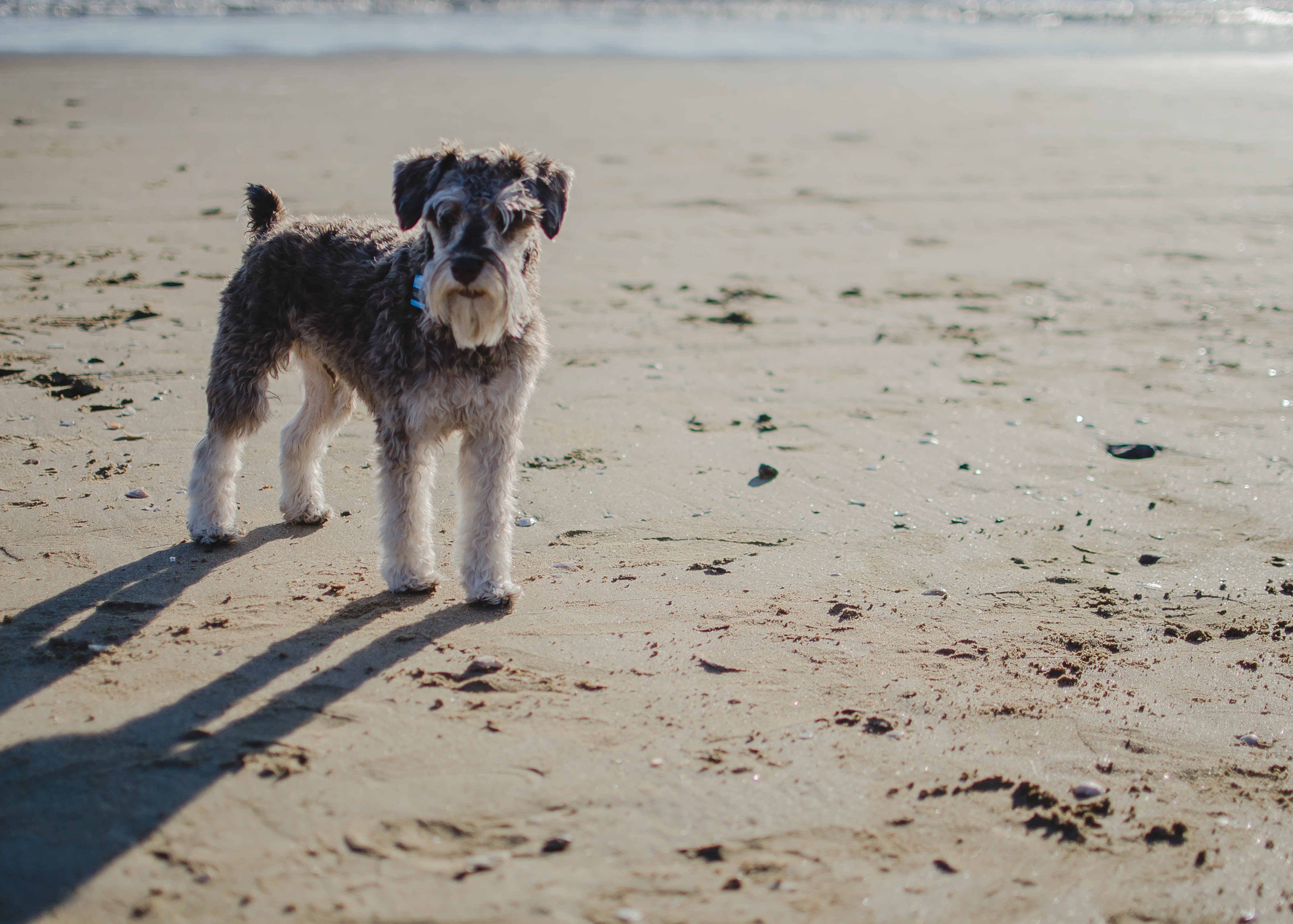 Dog on Sarasota beach in summer