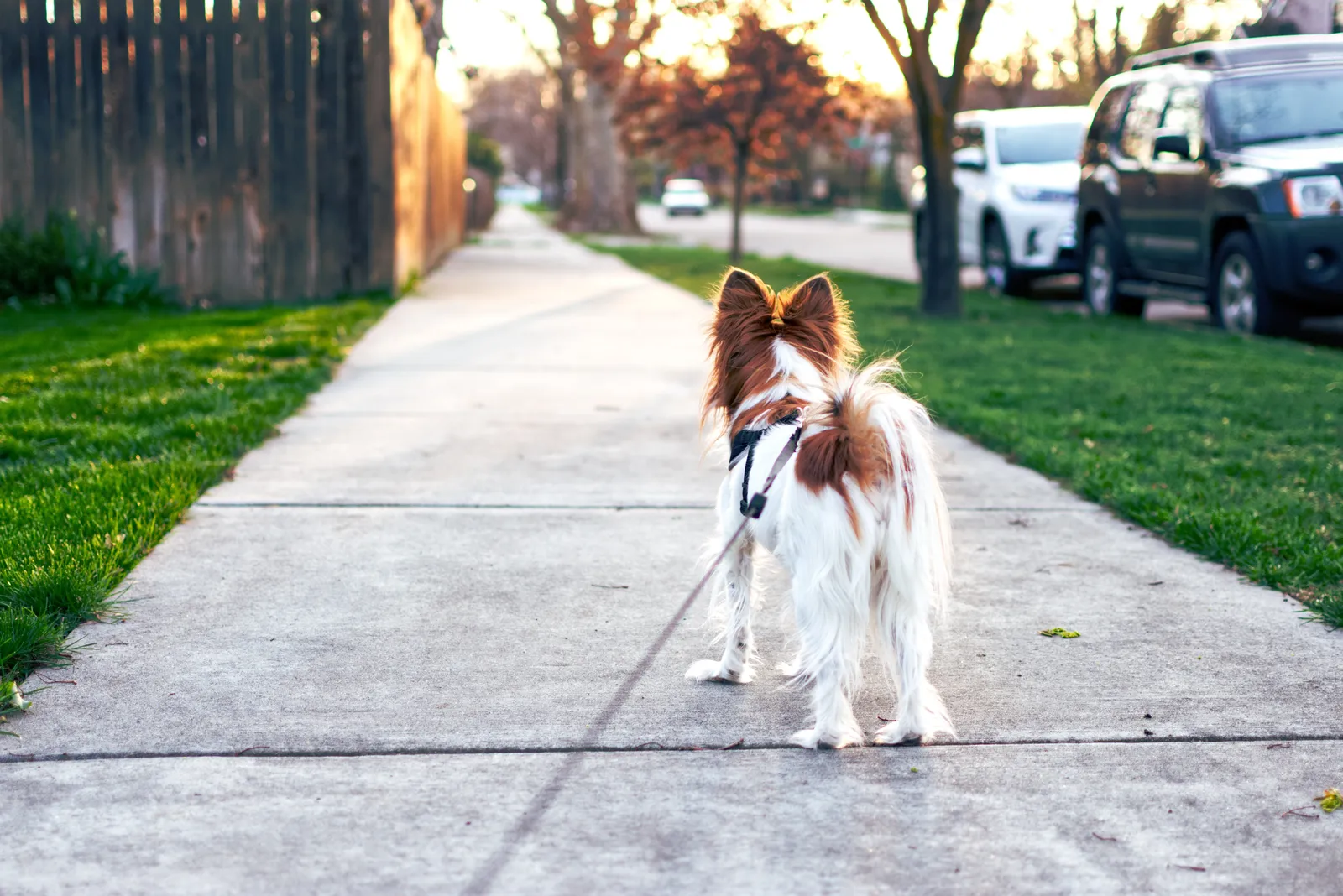 Dog walker with dog on leash in Sarasota neighborhood