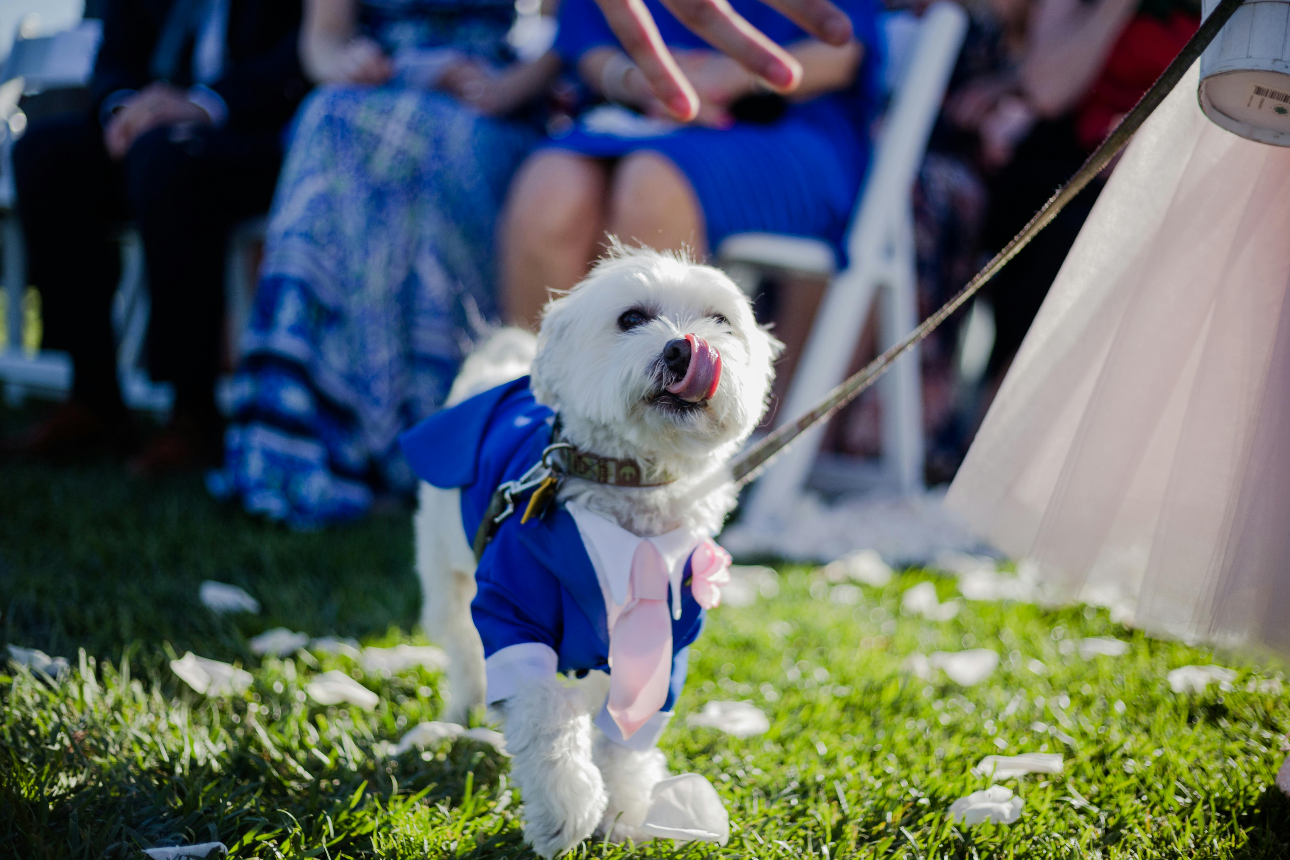 Dog at wedding