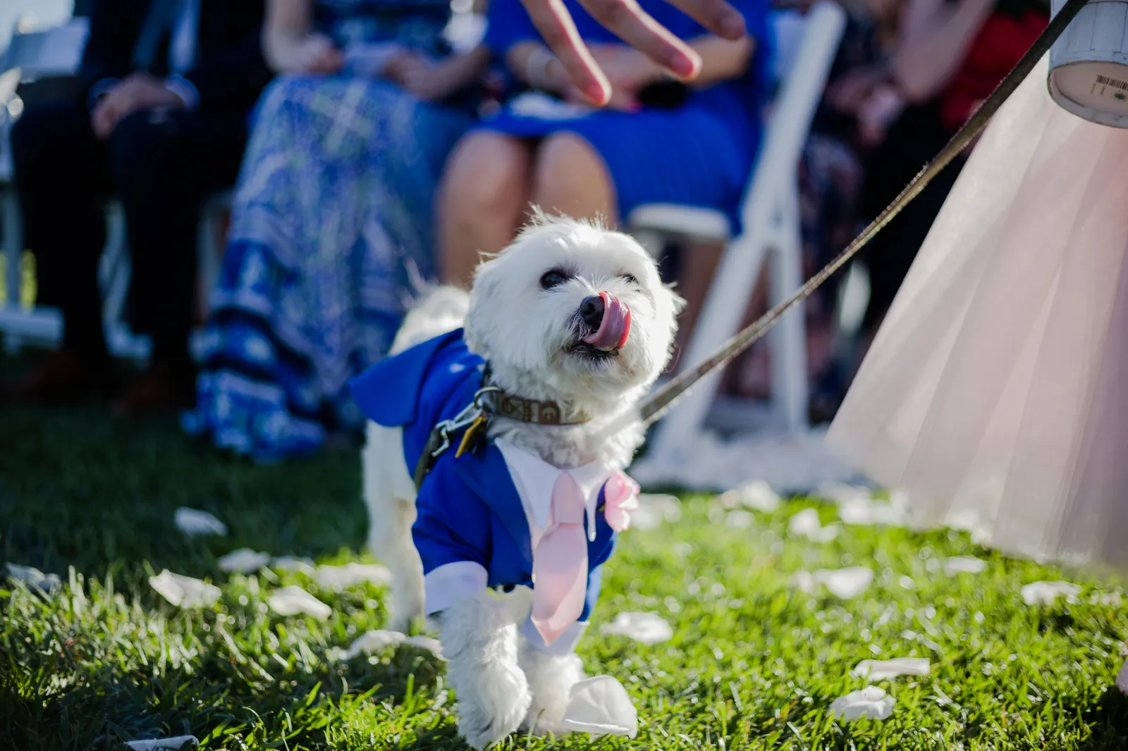 Dog participating in a wedding ceremony — Wiggle Your Tail Wedding Pet Attendant