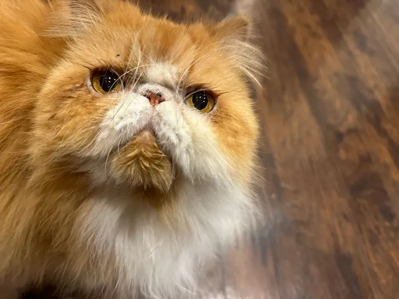 Persian cat during in-home pet sitting