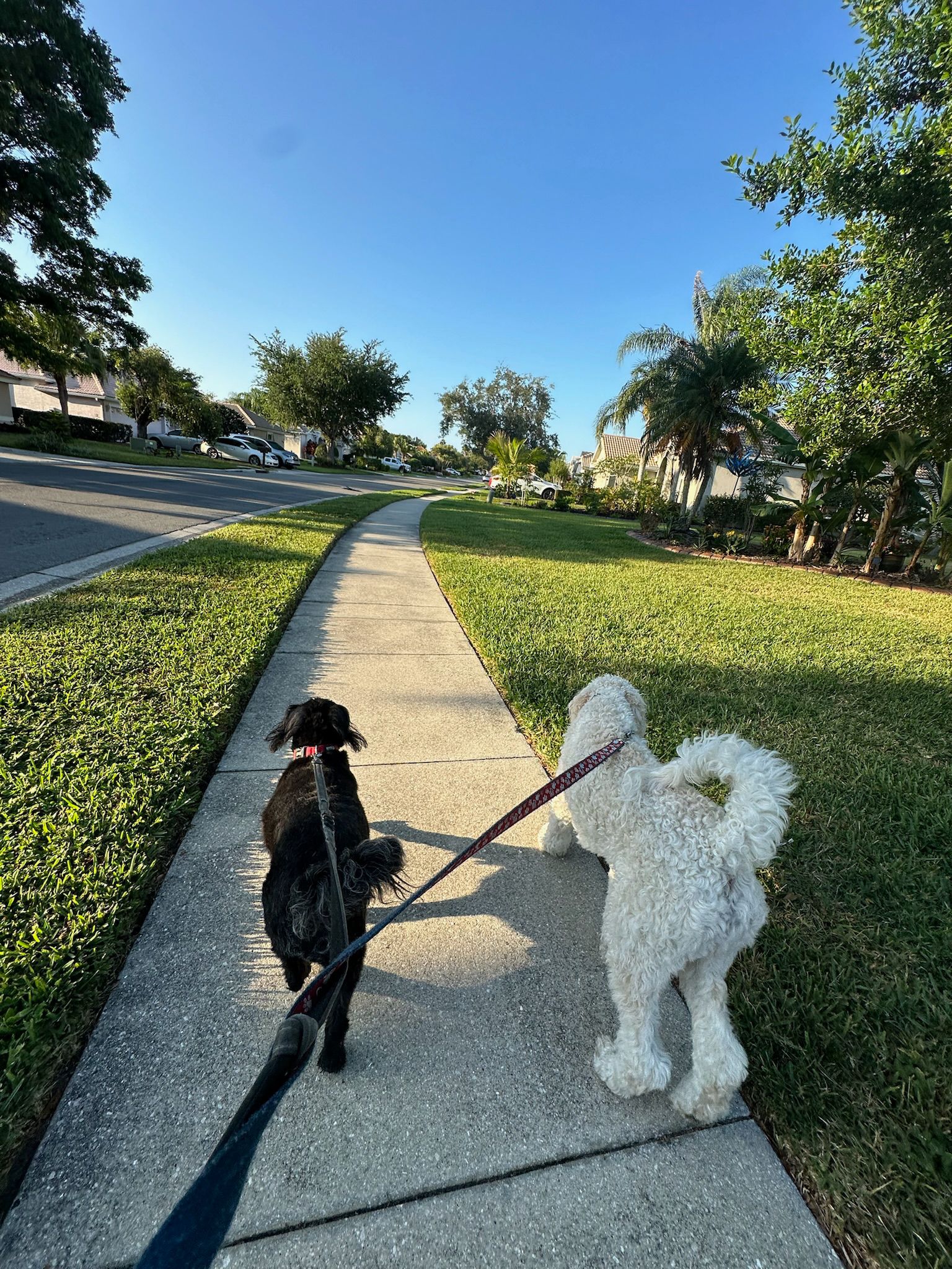 Dogs walking on a sunny Sarasota street