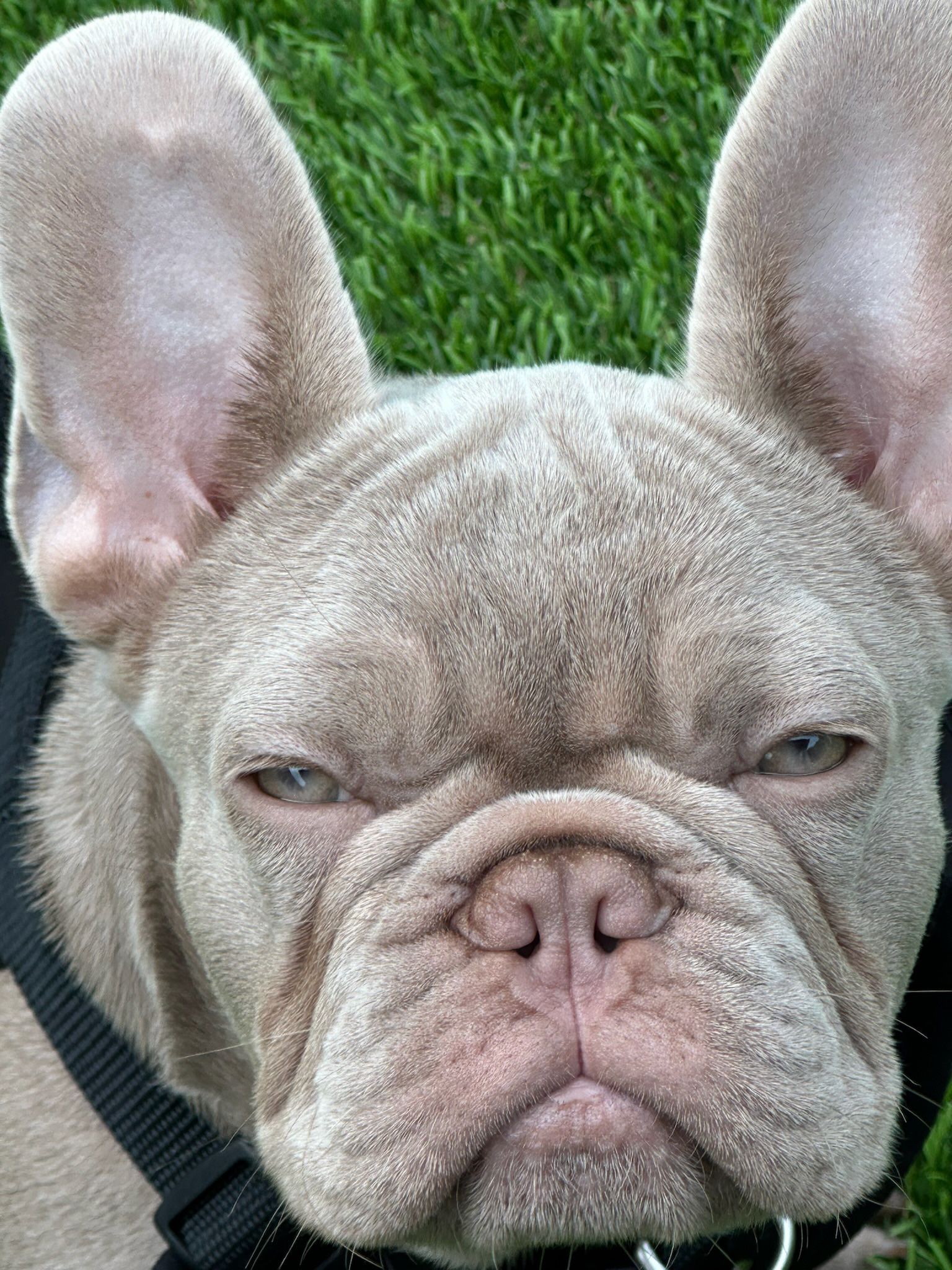 French Bulldog client — Wiggle Your Tail Pet Care