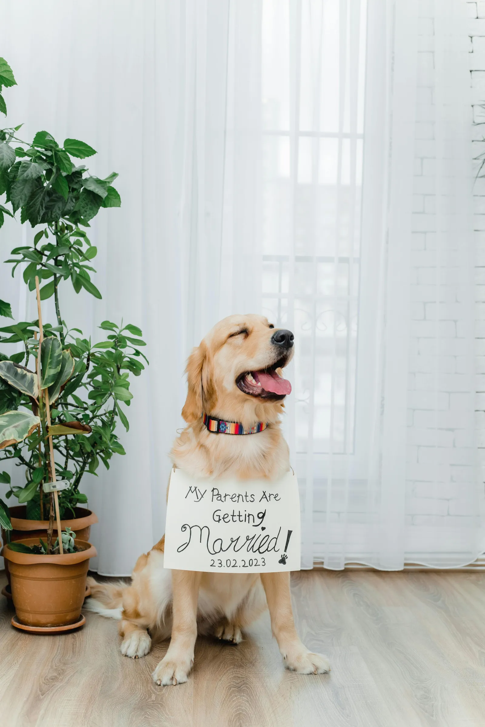 Dog at wedding Sarasota
