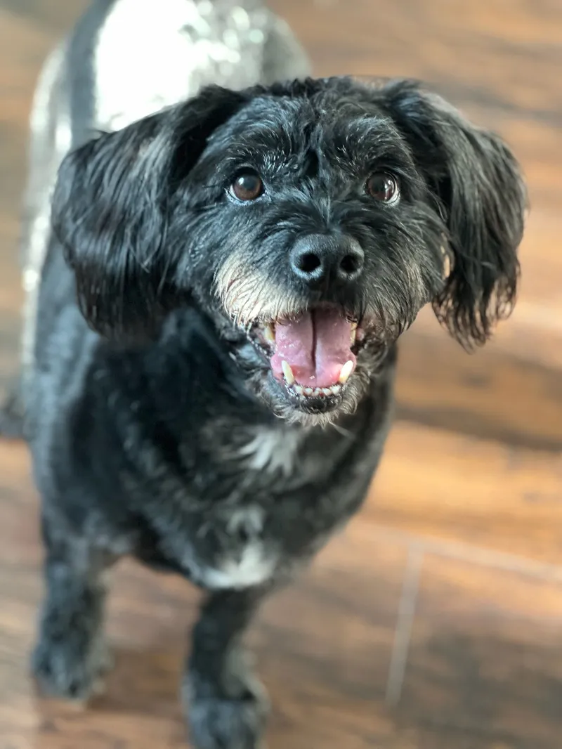 Happy black and white dog relaxing at home