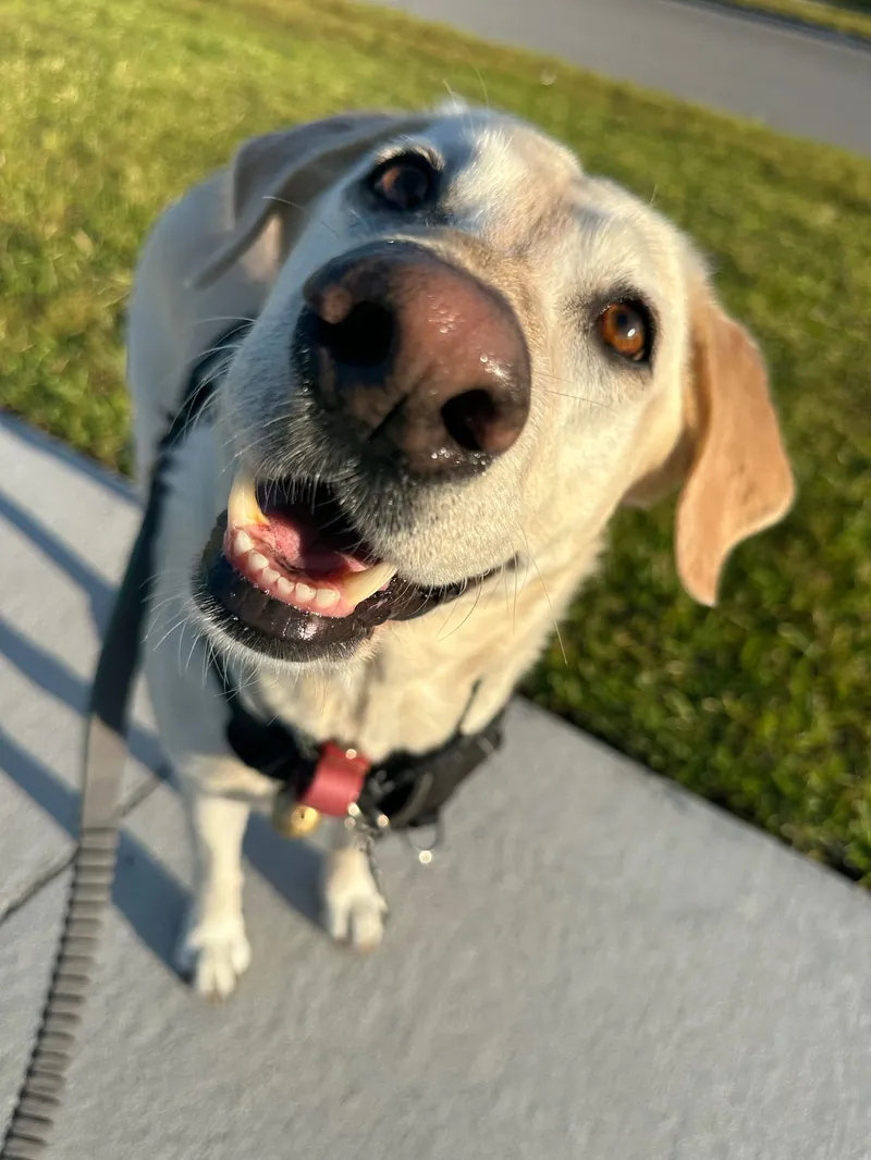 Happy Labrador on a leash during a walk with Wiggle Your Tail Pet Care