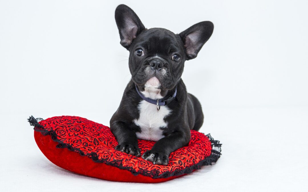 Love-Filled Activities to Do with Your Precious Pet this Valentine’s