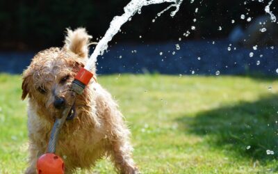 Sarasota Summers: Keeping Your Furry Friend Cool and Happy