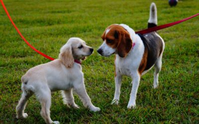 The Power of Paws: How Dog Walking Benefits Your Furry One