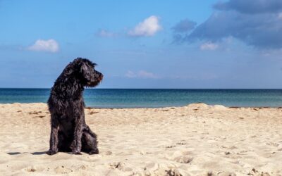 Paw Paradise: Discover Why Sarasota is a Dog-Lover’s Dream!
